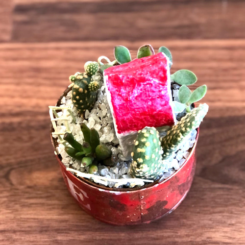 ☆そのまま飾れる☆リメ缶☆箱庭☆多肉植物寄せ植え♬ 多肉植物 tareme