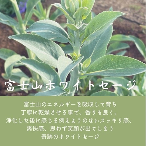 富士山ホワイトセージ 2025年 9g ドライフラワー 富士山ハーブ
