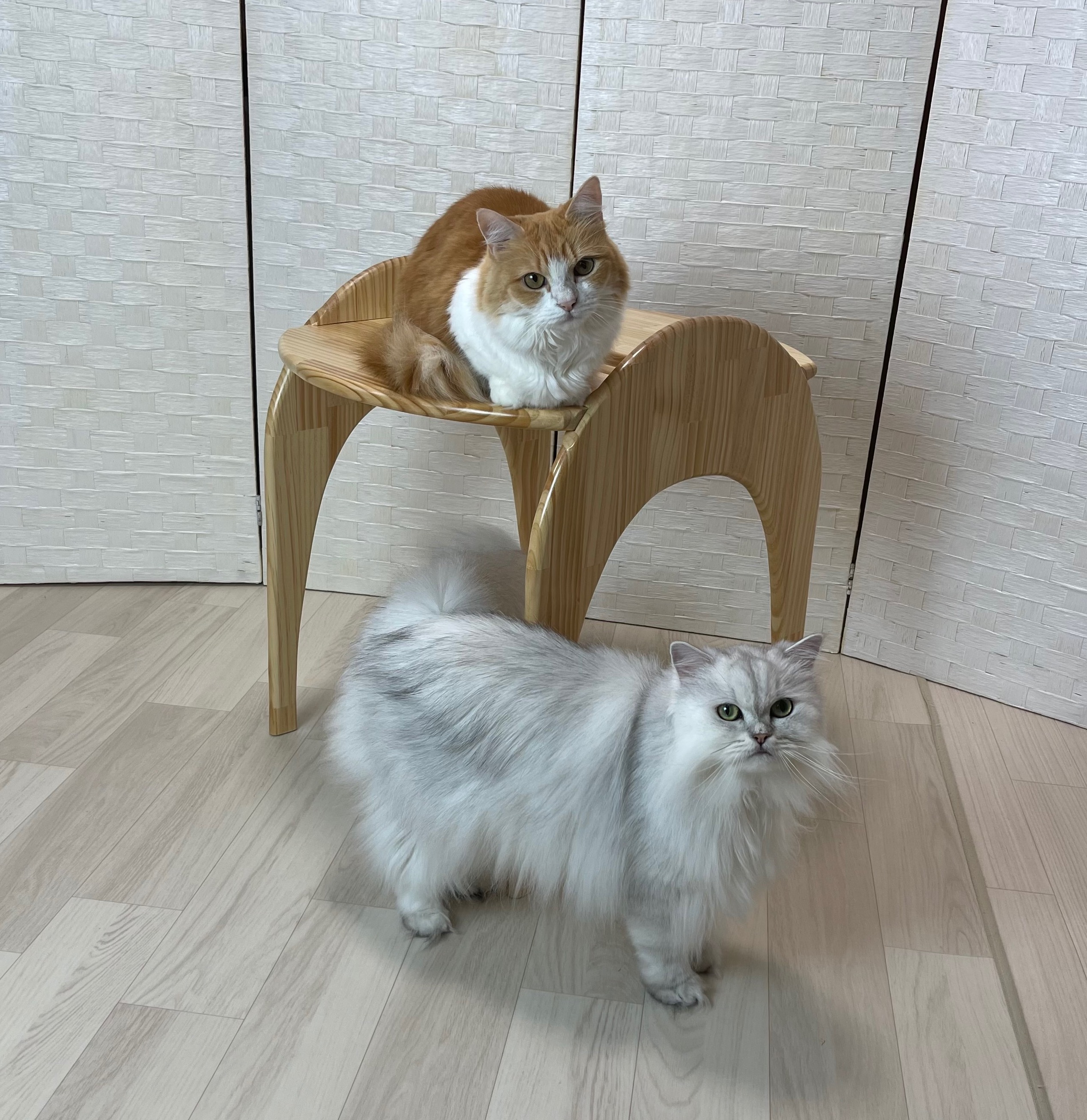 キャットキャノピー　天蓋　ベッドカバー