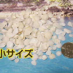 沖縄産 ● 約40～50枚 ●  ホワイト２枚貝【小サイズ】 1枚目の画像