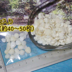 沖縄産 ● 約40～50枚 ●  ホワイト２枚貝【小サイズ】 2枚目の画像