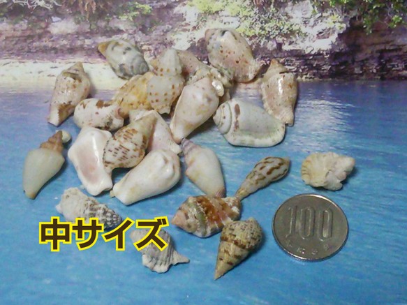 沖縄産 ● 約8～13個（中）●  巻貝（縦型）パーツ 1枚目の画像