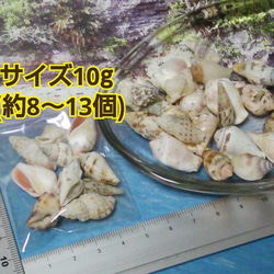 沖縄産 ● 約8～13個（中）●  巻貝（縦型）パーツ 2枚目の画像