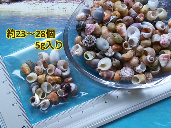 沖縄産 ● 約23～28個  中サイズ ●  巻貝（蝸牛風）パーツ 2枚目の画像
