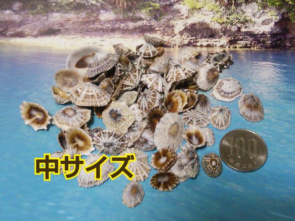 沖縄産 ● 約15～25枚 ● ウノアシ貝【中サイズ】 1枚目の画像