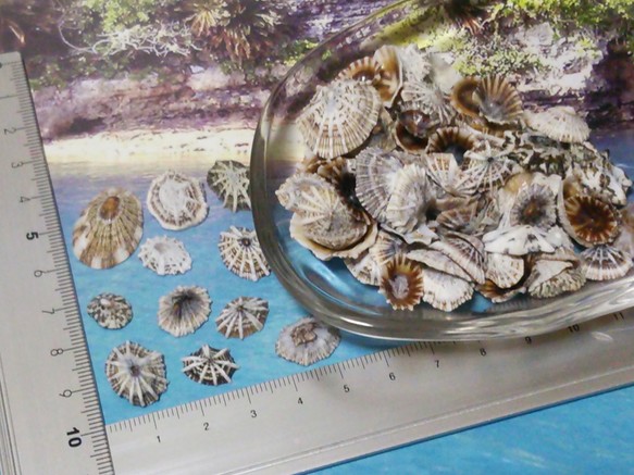 沖縄産 ● 約15～25枚 ● ウノアシ貝【中サイズ】 3枚目の画像