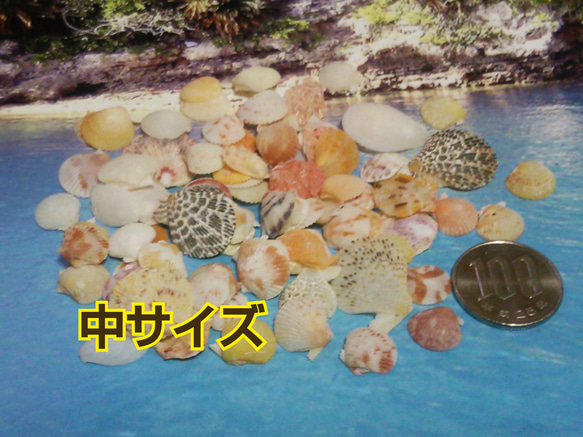 沖縄産 ● 約15～25枚 ● ホタテ風２枚貝【中サイズ】 1枚目の画像