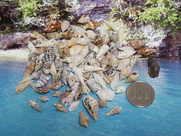 沖縄産 ● 約30～40個 ● Mixカラー縦巻貝 1枚目の画像