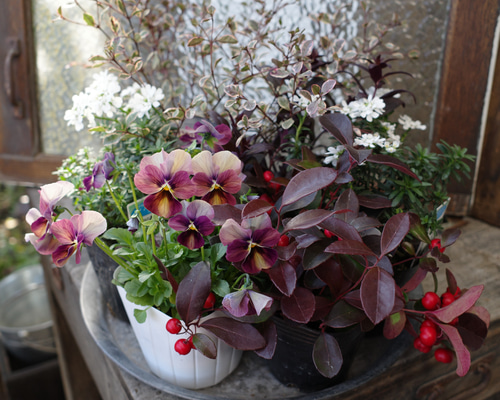 専用　　　花　　苗 0_e015c7ca0f8e71ecbc956e229a27