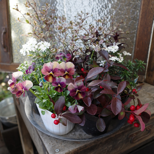 花苗セット※冬のシックな寄せ植えセレクト6pot入 その他インテリア