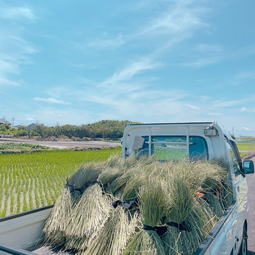 稲から育てた本藁しめ縄飾り 2022 しめ縄・しめ飾り Mon atelier