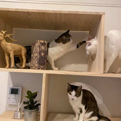 【ケン様専用】ねこのたな　　　猫の棚　4段 3枚目の画像