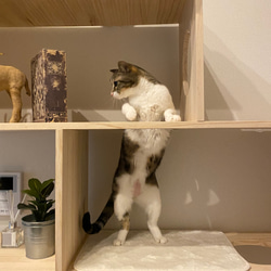 【ケン様専用】ねこのたな　　　猫の棚　4段 6枚目の画像