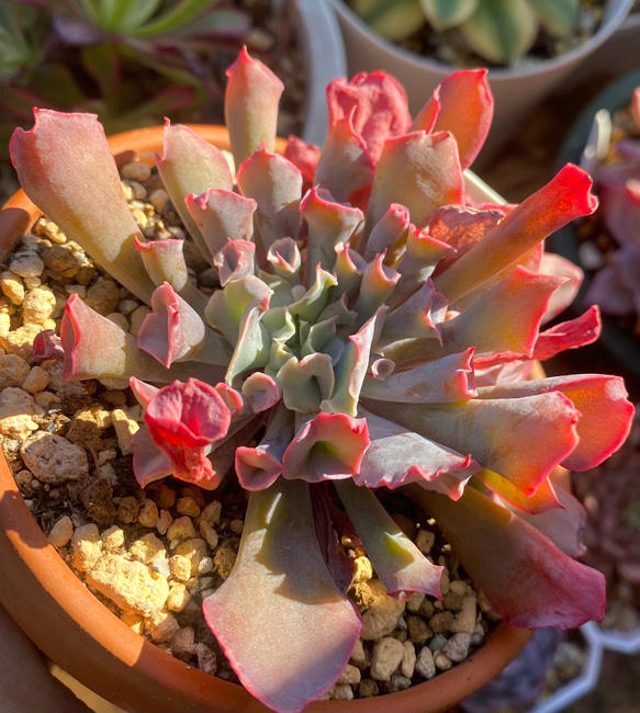 多肉植物 ☆トランペットピンキー 2頭 韓国苗 10cm鉢 多肉植物