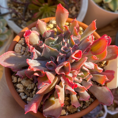 多肉植物 ☆トランペットピンキー 2頭 韓国苗 10cm鉢 多肉植物 多肉園