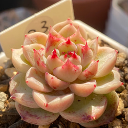 多肉植物 ☆レッドベルベット Red Velvet 韓国苗 美苗 多肉植物