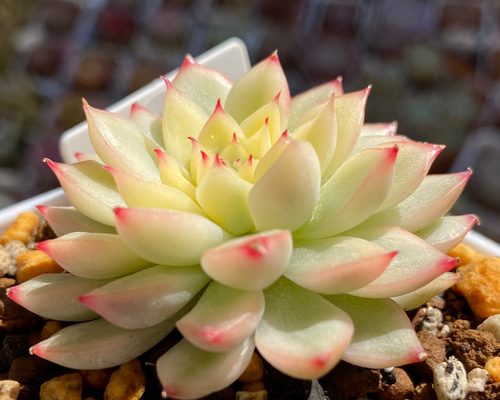 多肉植物 ☆女雛錦 メビナ錦 韓国苗 美苗 送料無料(第四種) 多肉植物