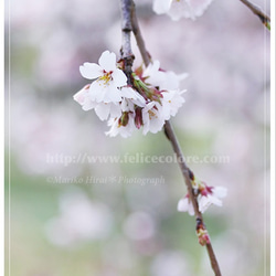 4枚セレクト・ポストカード＊【桜が咲いたら】 1枚目の画像