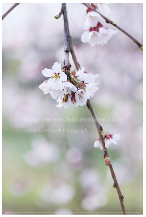 4枚セレクト・ポストカード＊【桜が咲いたら】 1枚目の画像