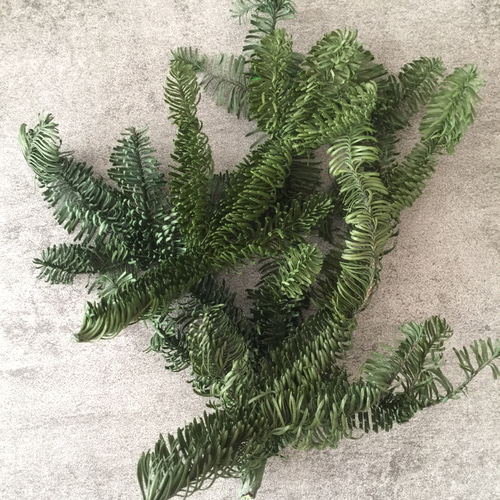 ヒノキともみの木のクリスマスリース リース KASHIWARA 通販 12838138