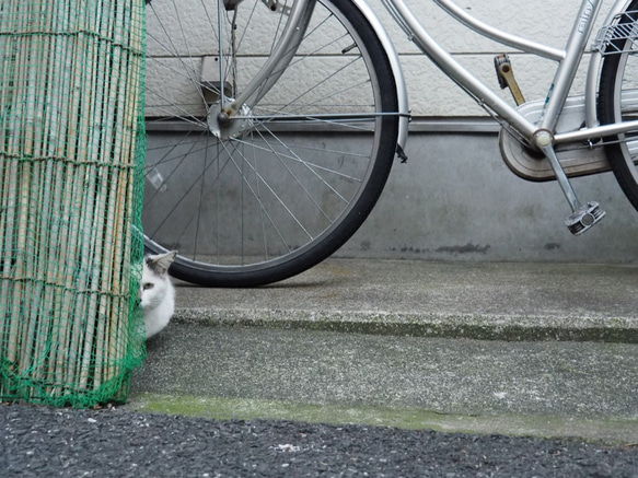 猫・ねこ1805 1枚目の画像