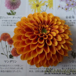 組み合わせ色々～中輪ぽんぽん菊のコサージュ＆髪飾り（オレンジ） 3枚目の画像