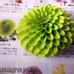 組み合わせ色々～中輪ぽんぽん菊のコサージュ＆髪飾り（黄緑） 3枚目の画像