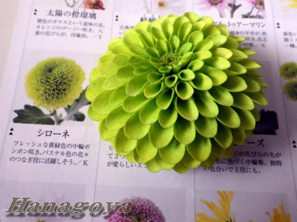 組み合わせ色々～中輪ぽんぽん菊のコサージュ＆髪飾り（黄緑） 3枚目の画像