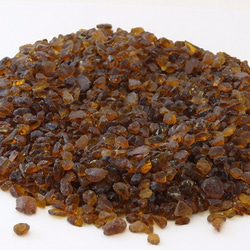 Voacanga africana 種子 西アフリカ原産 希少 熱帯植物