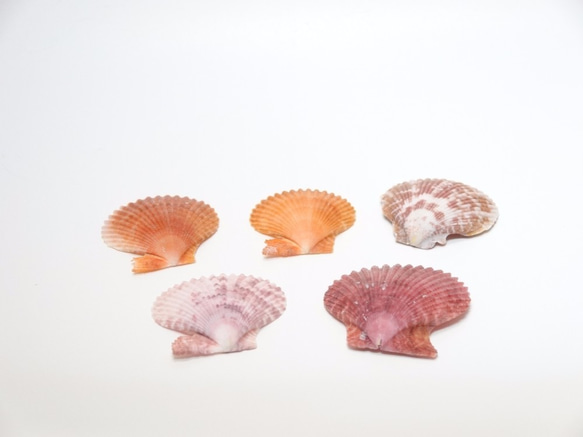 ［自然素材エコクラフト　貝殻］　no,037　ペクティンノビリス　小 1枚目の画像