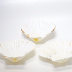 ［自然素材エコクラフト　貝殻］　no,048S　ビックホワイト 小 2枚目の画像