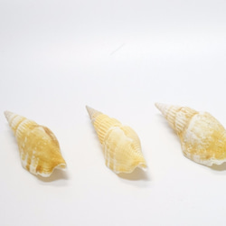［自然素材エコクラフト　貝殻］　no,050　ムリコイディア 1枚目の画像