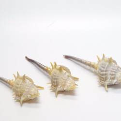 ［自然素材エコクラフト　貝殻］　no,05１　ムレックス 1枚目の画像