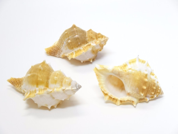 ［自然素材エコクラフト　貝殻］　no,064　エスピノーサ 1枚目の画像