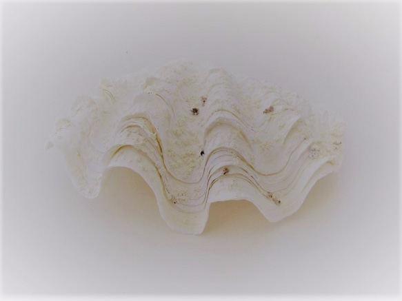 ［自然素材エコクラフト　貝殻］　no,083Ｓ　シャコ貝（方片）　小 1枚目の画像