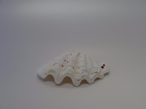 ［自然素材エコクラフト　貝殻］　no,083SS　シャコ貝（方片）　ミニ 1枚目の画像