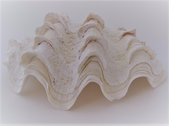 ［自然素材エコクラフト　貝殻］　no,083　シャコ貝（方片）　大 1枚目の画像