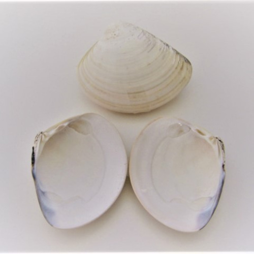 自然素材エコクラフト 貝殻］ no,071 ハマグリ（ペア） 国産品 その他