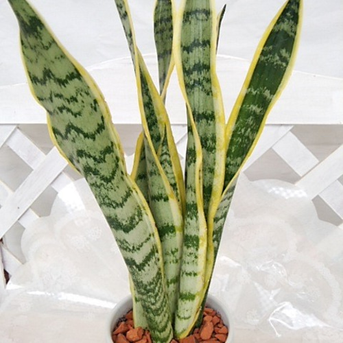 サンスベリア ゼラニカ ファイバー鉢 お皿付き サンスベリア ゼラニカ ファイバー鉢 お皿付き サンスベリア ゼラニカ