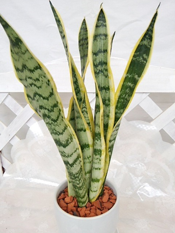 サンスベリア バナナ斑入り Sansevieria Banana Variegated