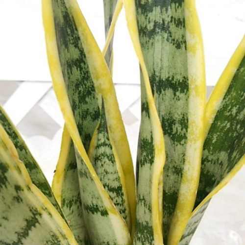 サンスベリア（サンセベリア）ローレンティ 白い陶器鉢（受け皿付き