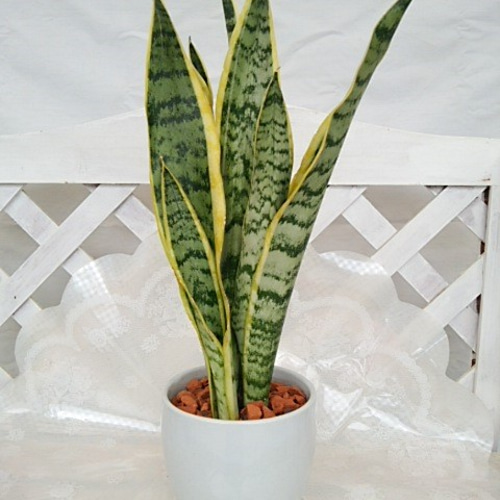 サンスベリア　ローレンティ　バルーン陶器鉢　植え込み発送 サンスベリア ローレンティ バルーン陶器鉢 植え込み発送