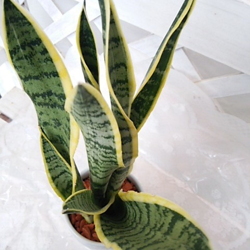 サンスベリア ローレンチ ファイバー鉢 お皿付き （人気観葉植物