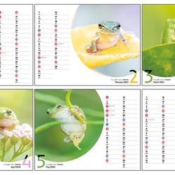 FROGS on FLOWERS 卓上カレンダー2022 2枚目の画像