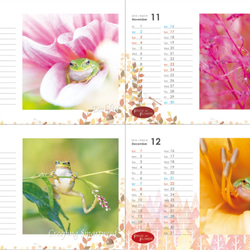 FROGS on FLOWERS CALENDAR 2019　特典ポストカード(1枚) 付き 4枚目の画像