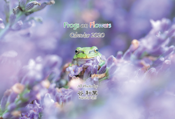 2020年 [ FROGS on FLOWERS ] カエルカレンダー 1枚目の画像