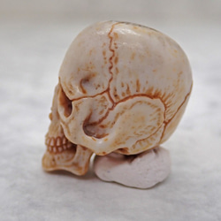 在銘 髑髏作家服部　鹿角製 髑髏根付（中）C 布袋+共箱 野晒 髑髏 骷髅 骸骨 skull netsuke スカル 6枚目の画像