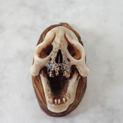 髑髏作家服部【般若髑髏箸置き】髑髏 骷髅 骸骨 頭蓋骨 スカル skull netsuke memento mori 6枚目の画像