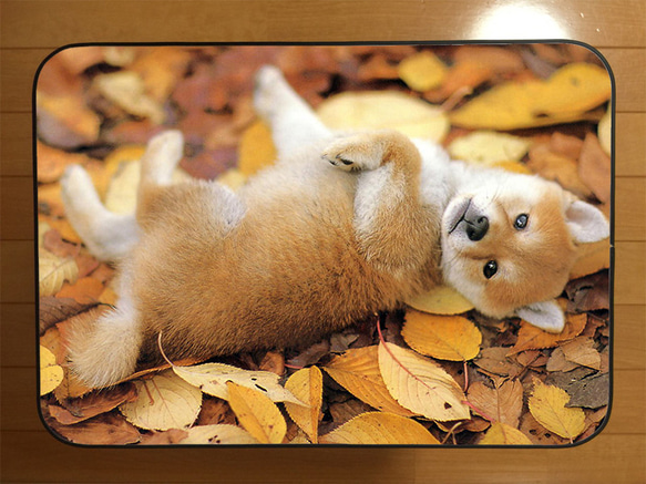 折りたたみテーブル　柴犬　まめ芝　ハンドメイド　机 1枚目の画像