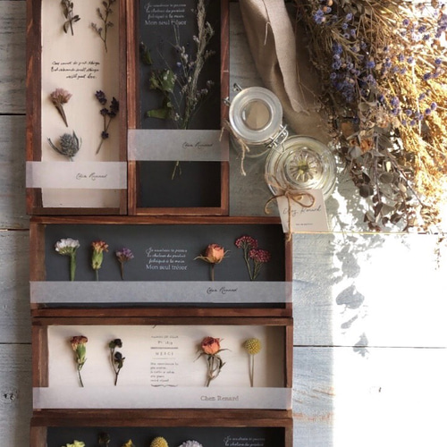 植物標本⁎ฺ↟ドライフラワー標本箱♡ʾʾ縦型チャコールグレー ドライ